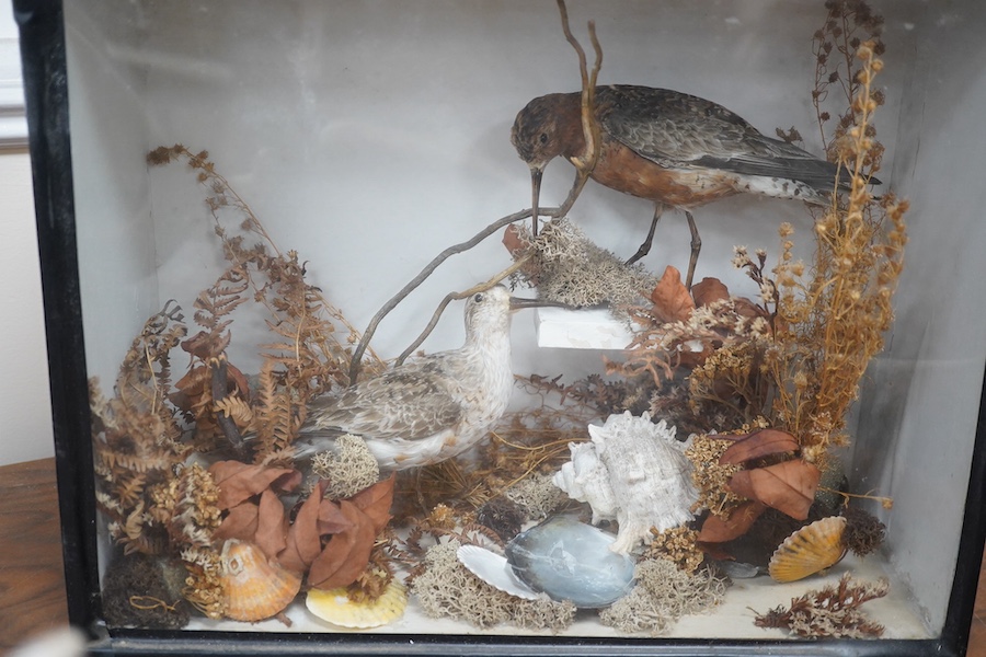 A cased taxidermy group of a Red Knot and a Greenshank, 38.5cm wide, 30cm high. Condition - good